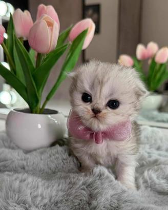 Gattina British Long Hair (Femmina)