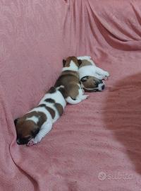 Jack Russel
