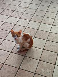 Tra gattinij