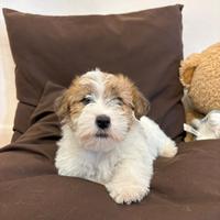 Cuccioli Jack Russel