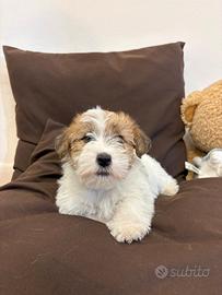 Cuccioli Jack Russel