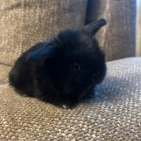 Cucciolo coniglio ariete Minilop