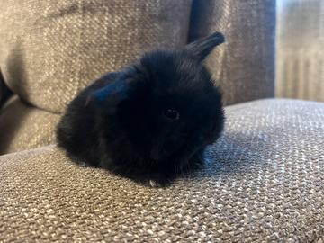 Cucciolo coniglio ariete Minilop