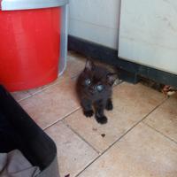 3 Gattini di 2 mesi