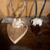 Trofeo su scudetto camoscio/capriolo