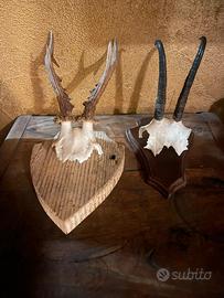 Trofeo su scudetto camoscio/capriolo
