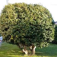 pianta camelia
