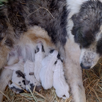 Disponibili cuccioli Caucaso madre pireneo padre