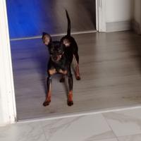 Cane per monta pinscher toy