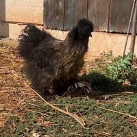 Moroseta, marans e araucana