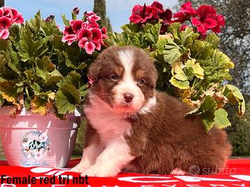 Cuccioli pastore australiano