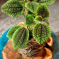 Kokedama Di Pilea.