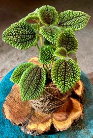 Kokedama Di Pilea.