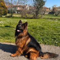 Maschio per monta pastore tedesco pelo lungo