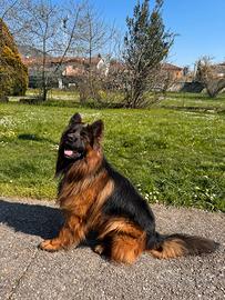 Maschio per monta pastore tedesco pelo lungo