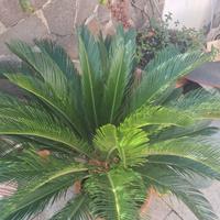 Cycas