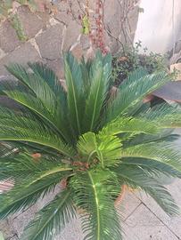 Cycas