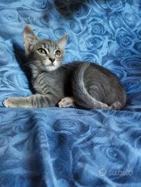 Gattino Simil Certosino
