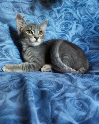 Gattino Simil Certosino