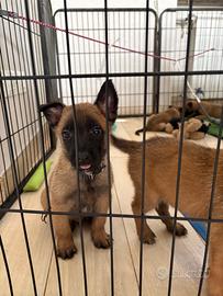 Cuccioli da pastore belga malinois