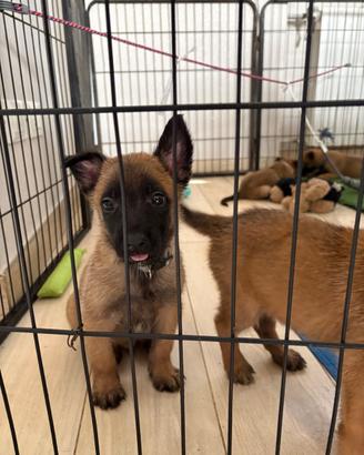 Cuccioli da pastore belga malinois