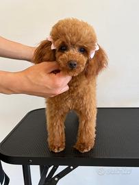 Barboncina mini toy femmina con pedigree enci