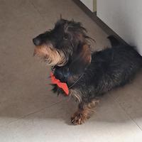 Bassotto per monta