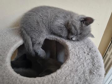 Gattini certosini