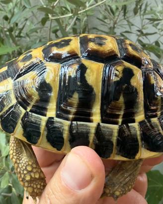 Tartaruga di terra hermanni