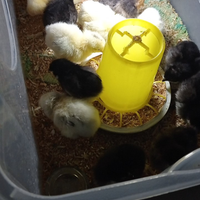 Sussex e australorp