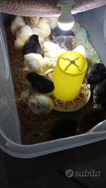 Sussex e australorp