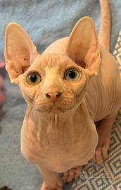 Sphynx femmina occhi impari Pedigree