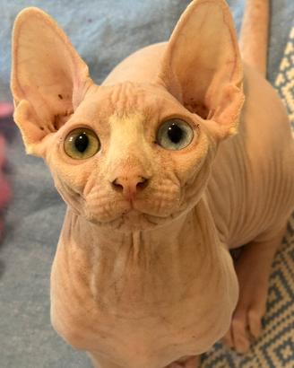 Sphynx femmina occhi impari Pedigree