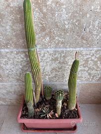 Grande composizione di cactus colonnari in fiorier