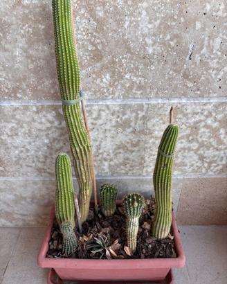 Grande composizione di cactus colonnari in fiorier