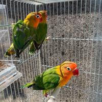 Inseparabili fischer portatori di lutino opalino