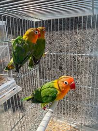 Inseparabili fischer portatori di lutino opalino