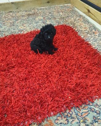Barboncino black small