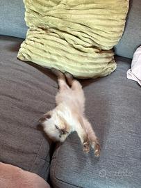 Gattina ragdoll