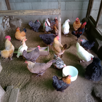 Galline