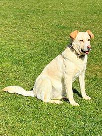 Maya, principessa delle margherite