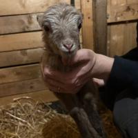 Pecore Nane d'ouessant