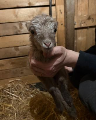 Agnelli di Pecora Nane d'ouessant