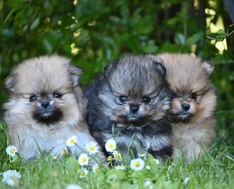 Pomerania/spitz tedesco nano/volpino