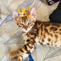 Cuccioli Bengala con pedigree, alta genealogia