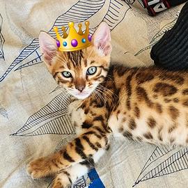 Cuccioli Bengala con pedigree, alta genealogia