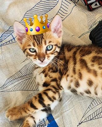 Cuccioli Bengala con pedigree, alta genealogia