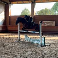 Castrone 8 anni brevetto, cross e dressage