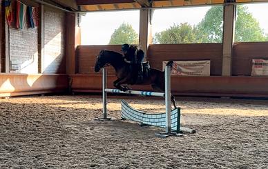 Castrone 8 anni brevetto, cross e dressage