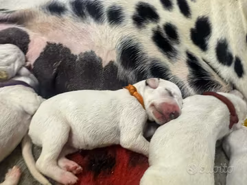 Dalmata cuccioli